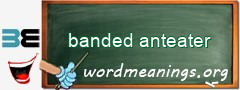 WordMeaning blackboard for banded anteater